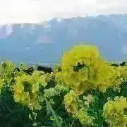 菜峰