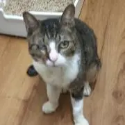 にゃん=^_^=の画像
