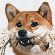 タマゴ