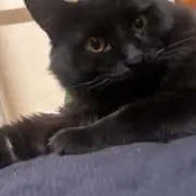 さっ