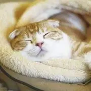 あのまりもの画像