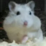ハムうさタイガーの画像