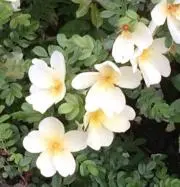 けこ