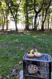 とーますの画像