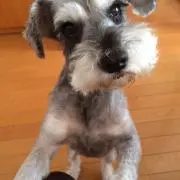 単身赴任パパ