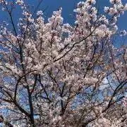 micciiiの画像