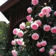Yucaの画像