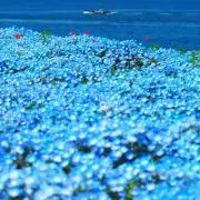 花の画像