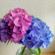 ✴Mommy✴の画像