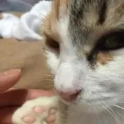 にゃんちゅ