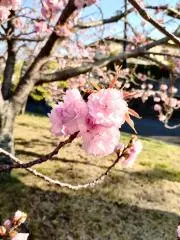 まりもの画像