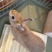 うさぎ47号の画像