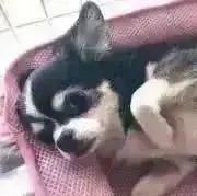 みーこ