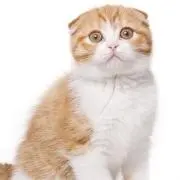 nukoの画像