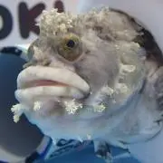 さいとぅの画像