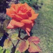 Ranpiの画像