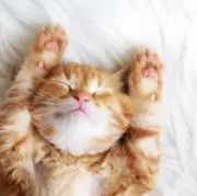ネコの画像