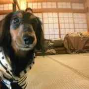 はるの画像
