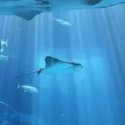 プロフ必読・値下げ⭕️の画像