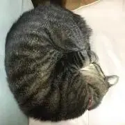 ヒロヒロ