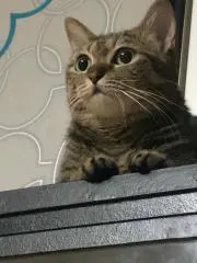 くんたろうの画像