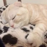 ばろん