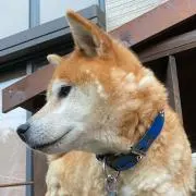 まるまる