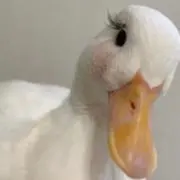 ぷりの画像