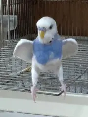 ラピレモ