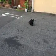 TCAの画像