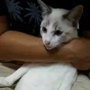 ろみん