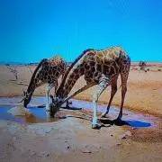 サツキとメイの画像