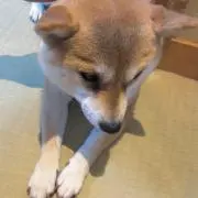 ににの画像