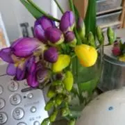 salento3.3の画像