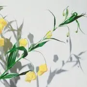 knの画像