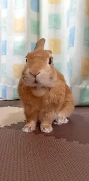 ちょころだい703の画像