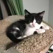 みかん