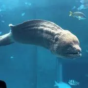 トミ(プロフ必読)の画像