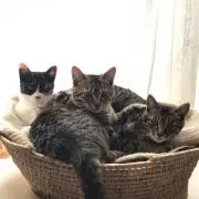 Kojiの画像