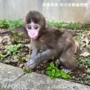 ぷーさんの画像