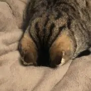 ノーマン⭐️の画像