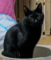 ミンミンの画像