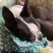 もんじゃの画像
