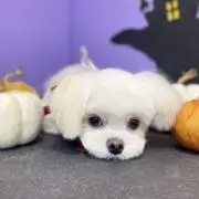 あぴの画像