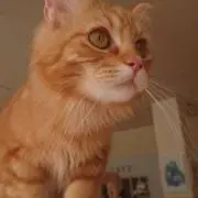noko___の画像