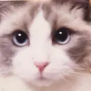 ねこさん