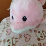 イルカの画像