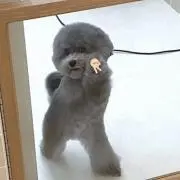 Leoの画像