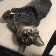 ちゃの