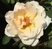 ルイ